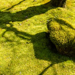 Kyoto 2019, Saiho-Ji or Kokedera. The moss temple